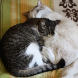 Дуня и Маруся спят дружно вместе