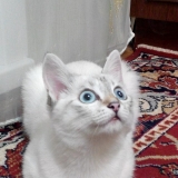 Вот это Внимание