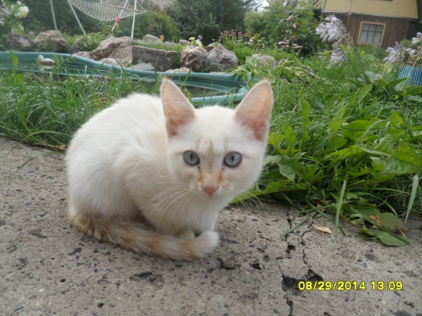 Мой красивый,любимый,ласковый ,умный котенок!