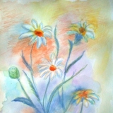 Ромашки)
