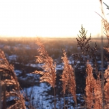 Живой Мир