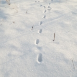косулюшка